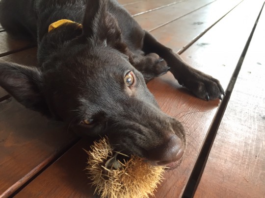 生き物ルーム28