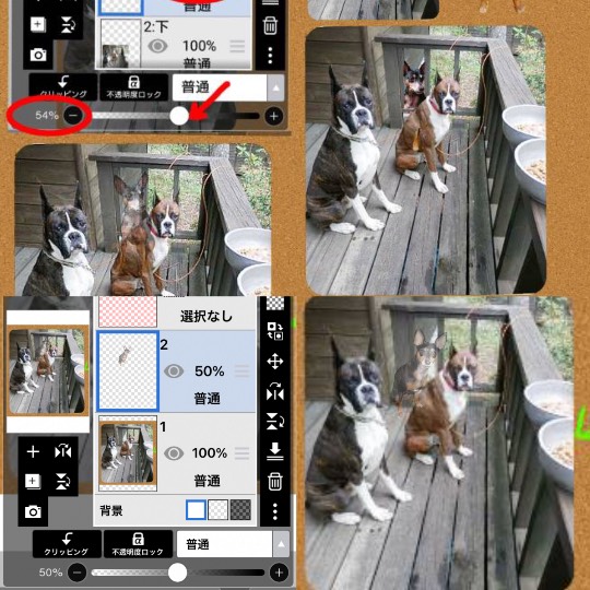 生き物ルーム第29