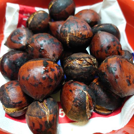 生き物ルーム28