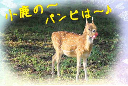 生き物ルーム28