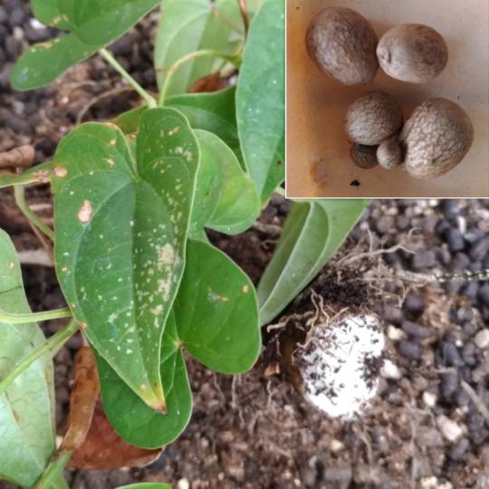 【料理トピ】知り隊　食い隊　調べ隊　3