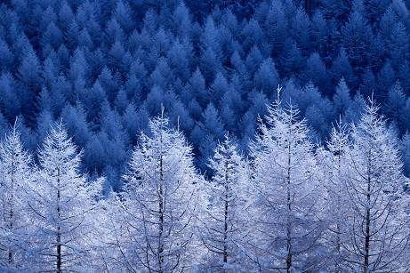 花鳥風月に心を込めて...　(エアー花トピ2)