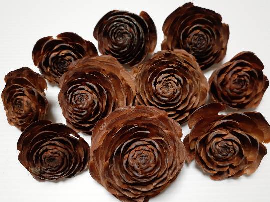 花鳥風月に心を込めて...　(エアー花トピ2)