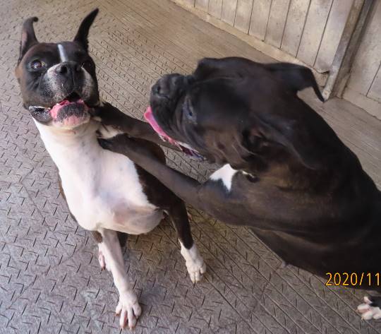 生き物ルーム28