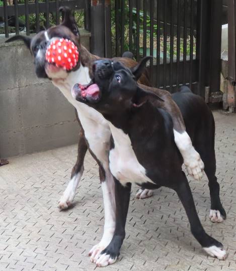 生き物ルーム28