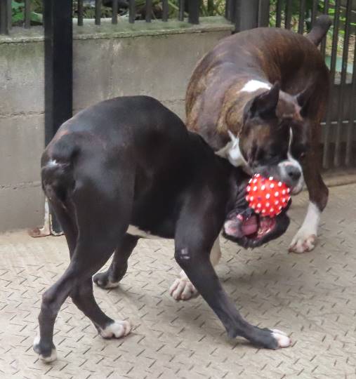 生き物ルーム28