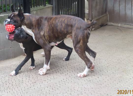 生き物ルーム28