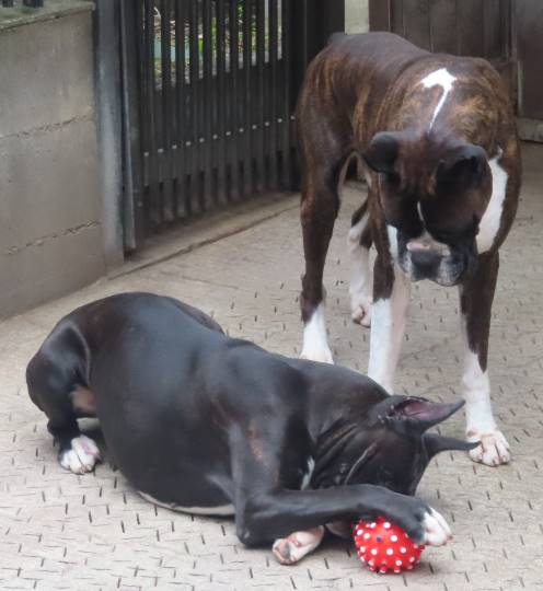 生き物ルーム28