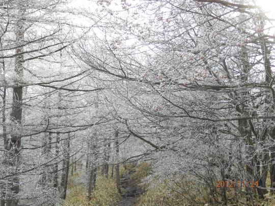 花鳥風月に心を込めて...　(エアー花トピ2)