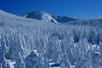 花鳥風月に心を込めて...　(エアー花トピ2)