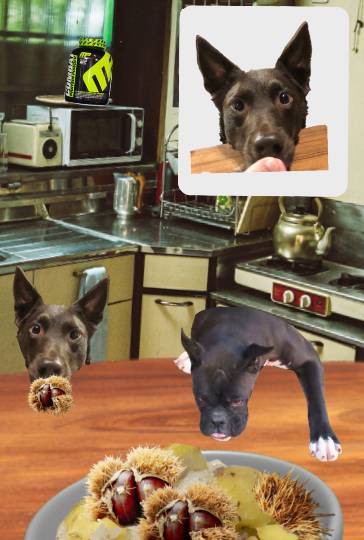 生き物ルーム28