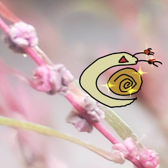 生き物ルーム第26