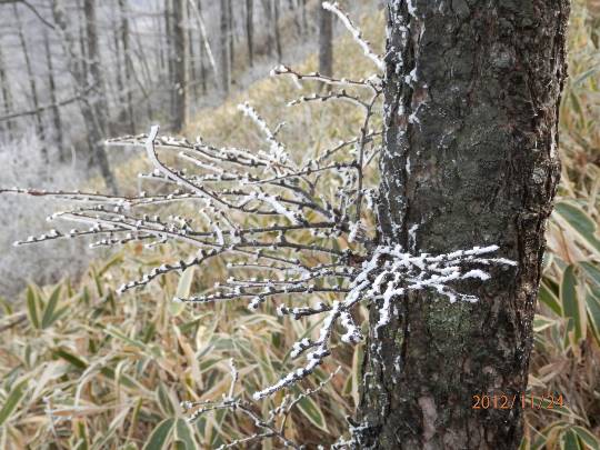 花鳥風月に心を込めて...　(エアー花トピ2)