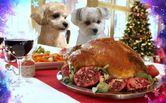 生き物ルーム28