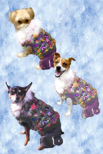 生き物ルーム28