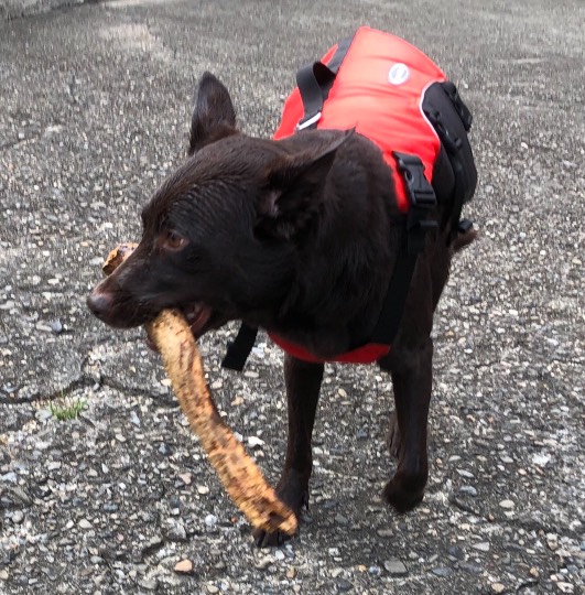 生き物ルーム28