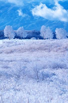 花鳥風月に心を込めて...　(エアー花トピ2)