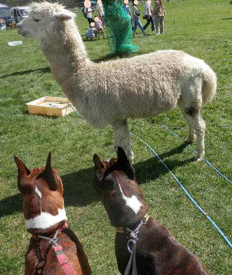 生き物ルーム第31