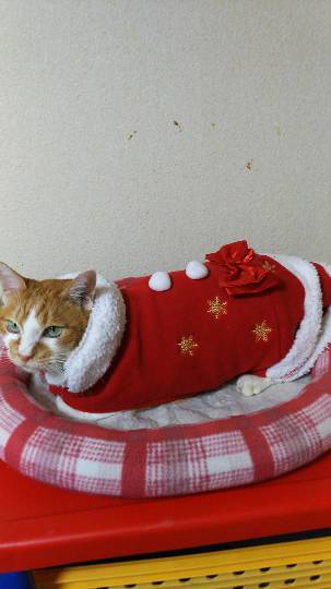 雑談クリスマス会 2020