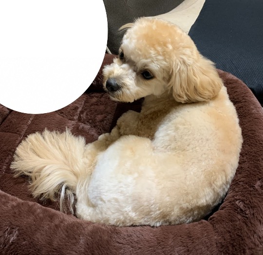 生き物のルーム第32