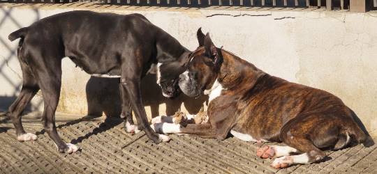 生き物のルーム第32