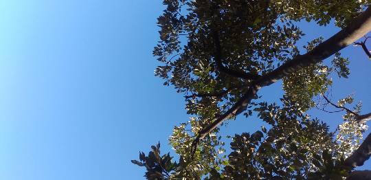 つぶやき56 ゴローはいまさら