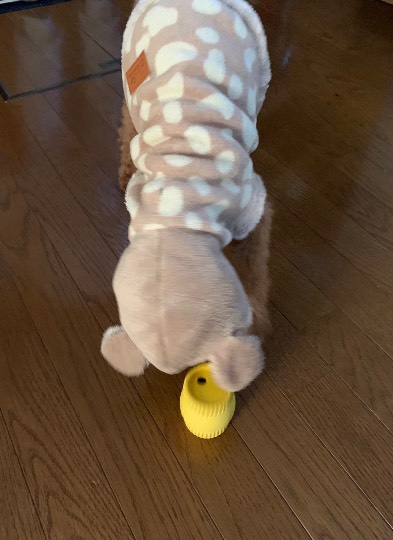 生き物のルーム第32