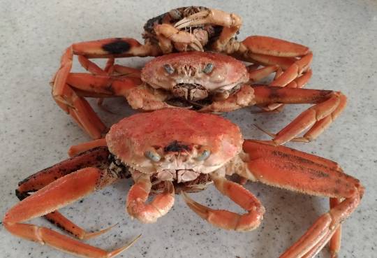 【スナックJINJIN】メリークリスマス&amp;ハッピーニューイヤー　おめでたいぞ8号店！