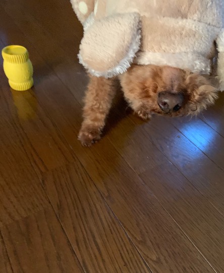 生き物のルーム第32