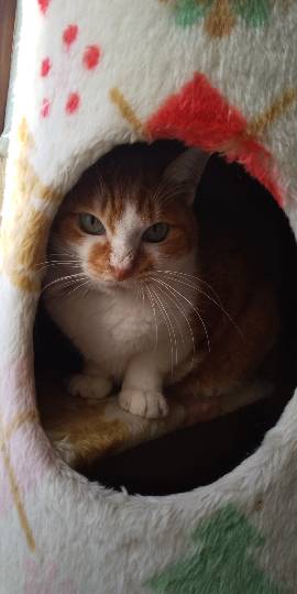 生き物のルーム第32