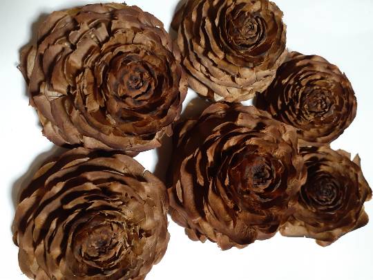 花鳥風月に心を込めて... (エアー花トピ2)