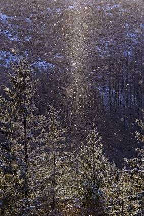 花鳥風月に心を込めて... (エアー花トピ2)