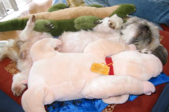 生き物ルーム第31