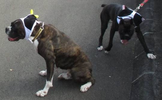 生き物のルーム第32