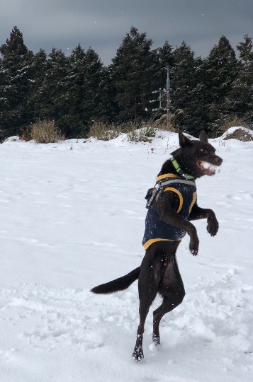 生き物のルーム第32