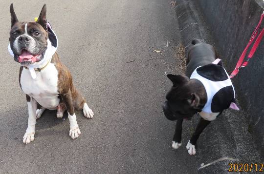 生き物のルーム第32