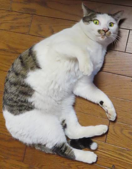 生き物のルーム第32