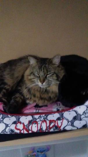 生き物のルーム第32