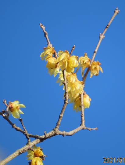 花鳥風月に心を込めて... (エアー花トピ2)