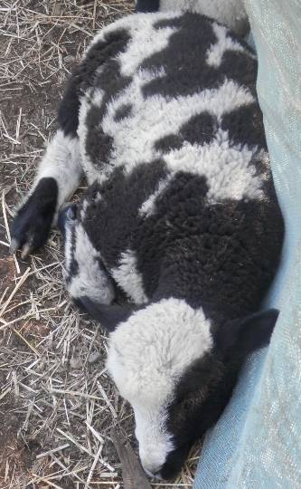 生き物のルーム第32