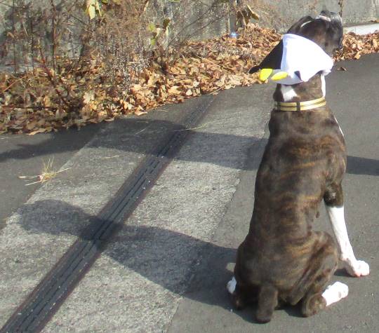 生き物のルーム第32