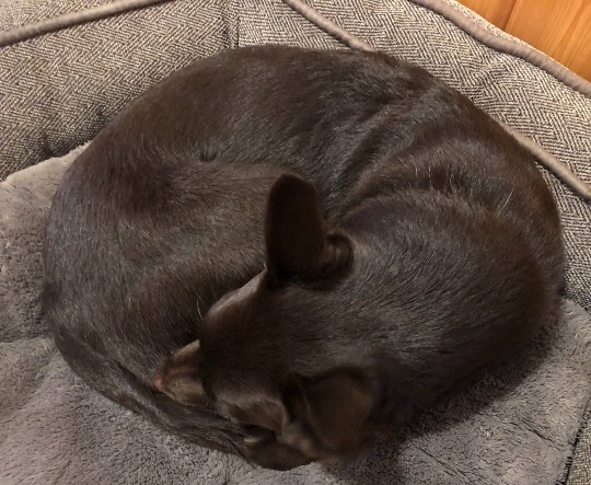 2021 雑談ニューイヤー