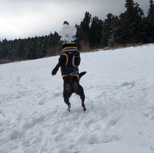 生き物のルーム第32