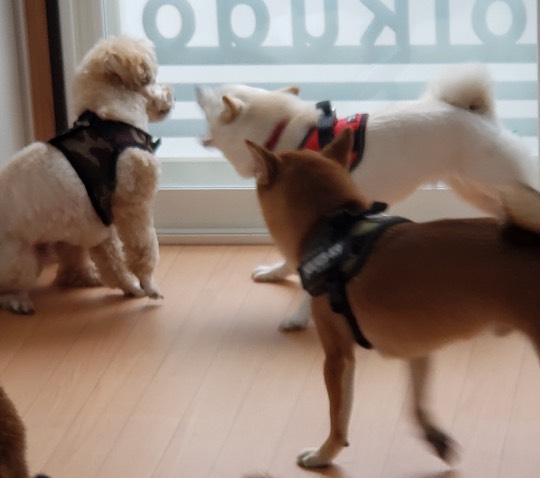 生き物ルーム第33