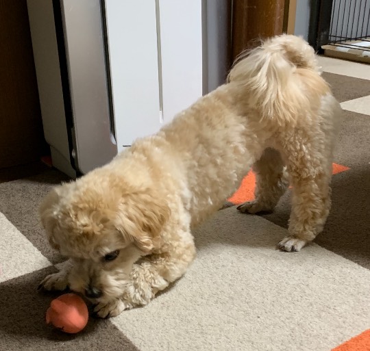 生き物のルーム第32