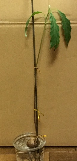 生き物ルーム第33