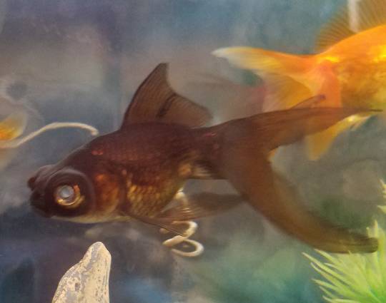 生き物ルーム第33