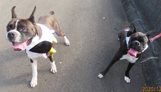 生き物のルーム第32