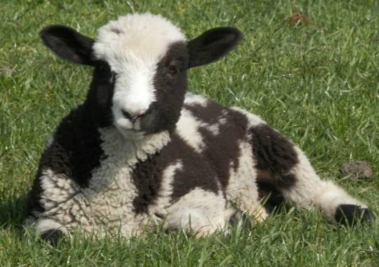 生き物のルーム第32