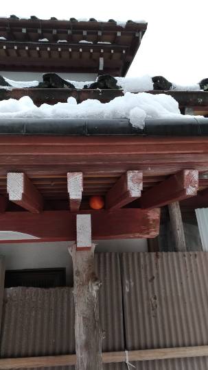 つぶやき56 ゴローはいまさら